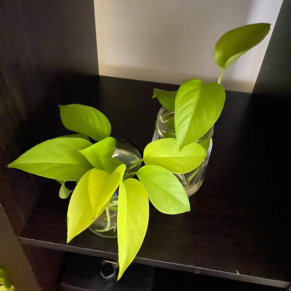 Multiple Neon Pothos Cuttings 🌿